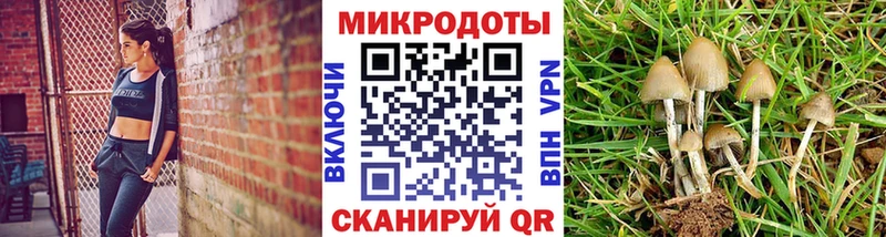 Псилоцибиновые грибы Psilocybe  Купить где  Называевск 